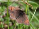 J16_1228 Ringlet.JPG